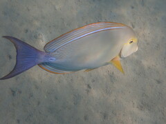 Acanthurus xanthopterus