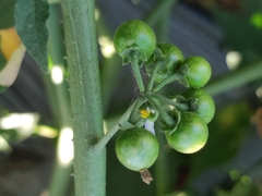 Physalis acutifolia