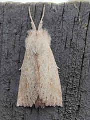 Declana leptomera
