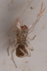 Chthoniidae