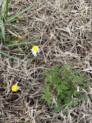 Tripleurospermum inodorum