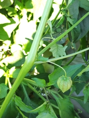 Physalis acutifolia