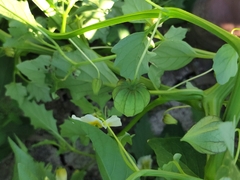 Physalis acutifolia