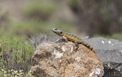 Pseudocordylus subviridis