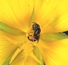 Ceratinidia