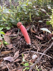 Lysurus periphragmoides