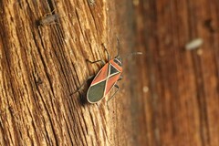 Neacoryphus bicrucis