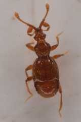 Pselaptrichus