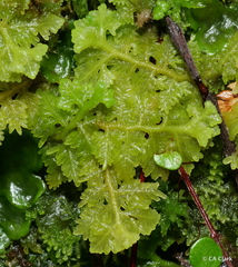 Trichocolea mollissima