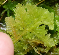 Trichocolea mollissima