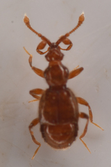 Pselaptrichus