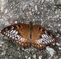 Tanaecia aruna