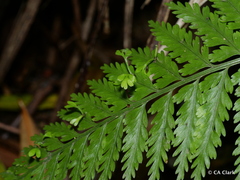 Asplenium bulbiferum