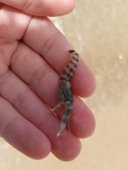 Alpheidae
