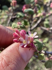 Ribes malvaceum malvaceum