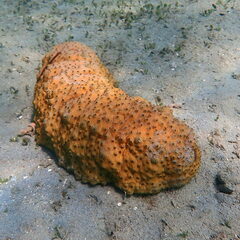 Stichopus herrmanni