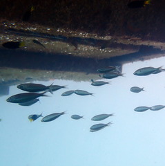 Caesio caerulaurea
