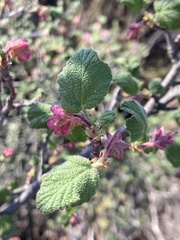 Ribes malvaceum malvaceum