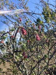 Ribes malvaceum malvaceum