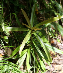 Myrsine salicina