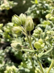 Emmenanthe penduliflora