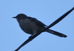 Mimus polyglottos
