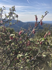 Ribes malvaceum malvaceum