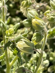 Emmenanthe penduliflora