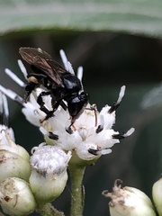 Trigona fulviventris