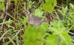 Caprona ransonnettii