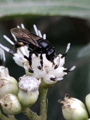 Trigona fulviventris