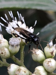 Trigona fulviventris
