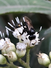 Trigona fulviventris