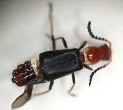 Carphurus fasciculatus
