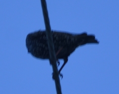 Sturnus vulgaris