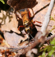 Sphictostethus fugax