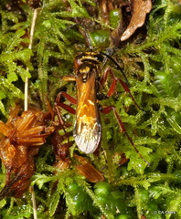 Sphictostethus fugax