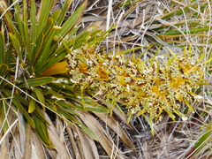 Aciphylla kirkii