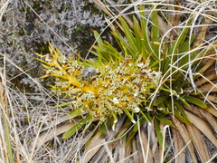 Aciphylla kirkii