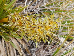 Aciphylla kirkii