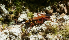 Sphictostethus fugax