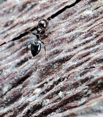 Crematogaster