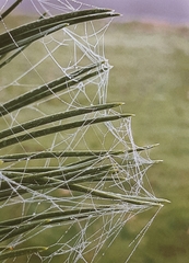 Frontinella pyramitela