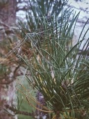 Frontinella pyramitela