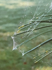 Frontinella pyramitela