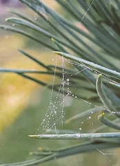 Frontinella pyramitela