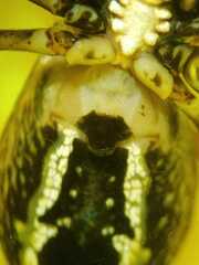 Argiope dang