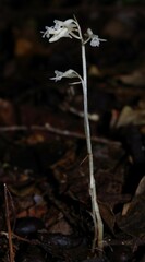 Degranvillea dermaptera