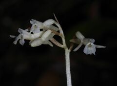 Degranvillea dermaptera