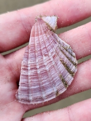 Pecten novaezelandiae